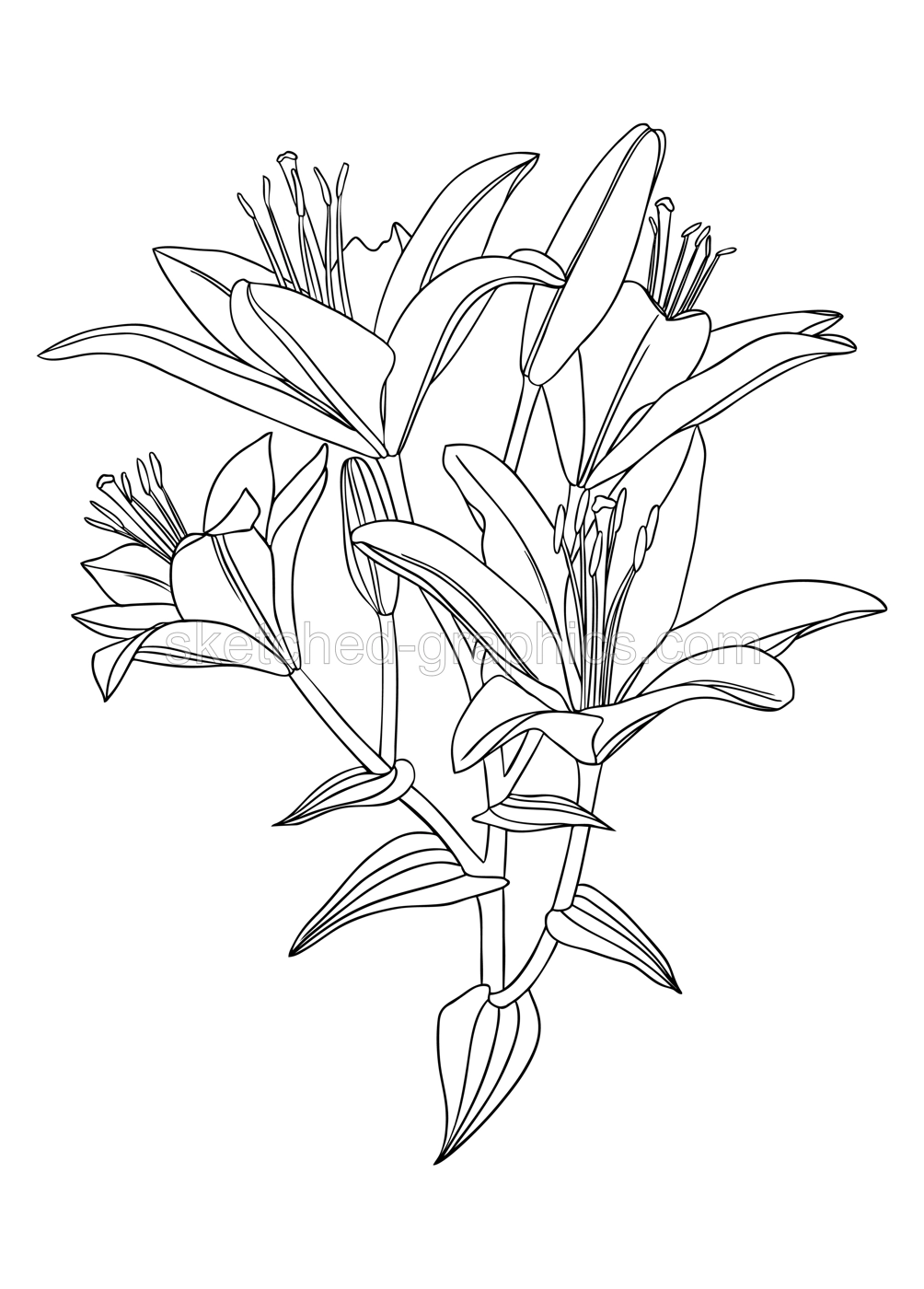 Elegant lily illustrations. Botanical line art drawings of summer flowers. Hand-drawn garden lily branch set. Florals for a wedding decor, greeting cards and invitations  Illustration